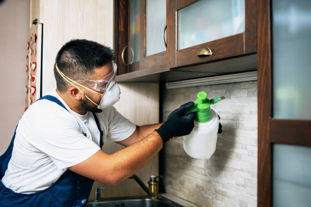Best Local Pest Control Services  in Buena Park, CA