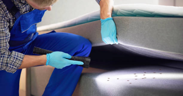Best Local Pest Control Services  in Buena Park, CA