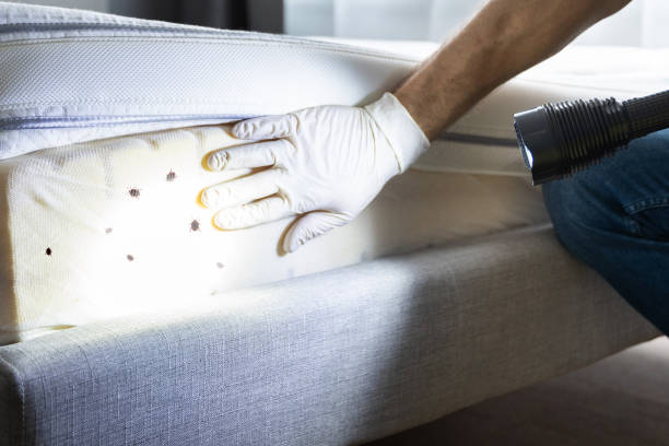 Wasp Removal Services in Buena Park, CA