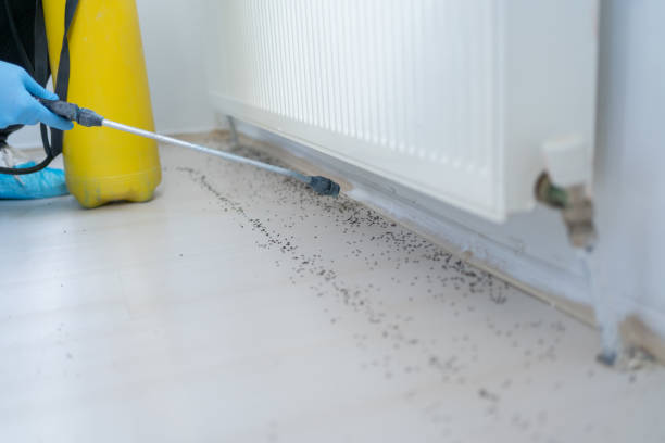 Best Wasp Removal Services  in Buena Park, CA