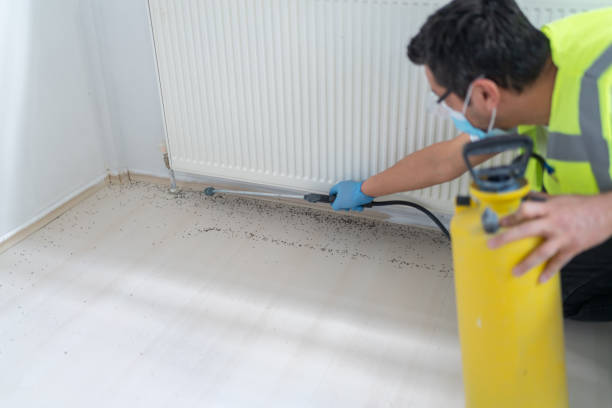 Best Flea Control Services  in Buena Park, CA
